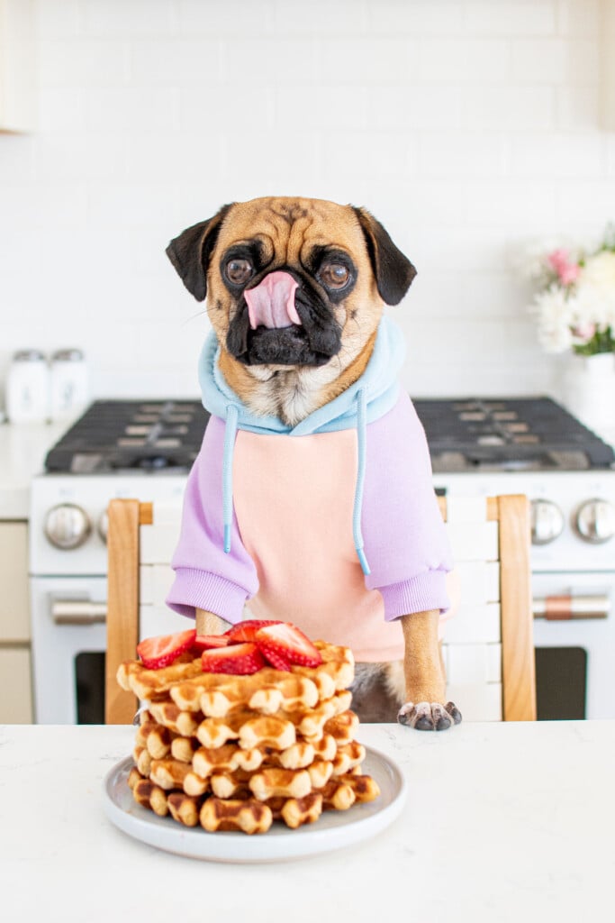 pug sitting at kitchen counter with a plate of a stack of doggy waffles with strawberries licking his lips.