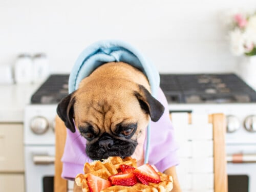 How to Make Waffles for Dogs: Easy, Healthy, and Delicious Recipe