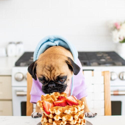 pug sitting at kitchen counter with a plate of a stack of doggy waffles with strawberries eating them.