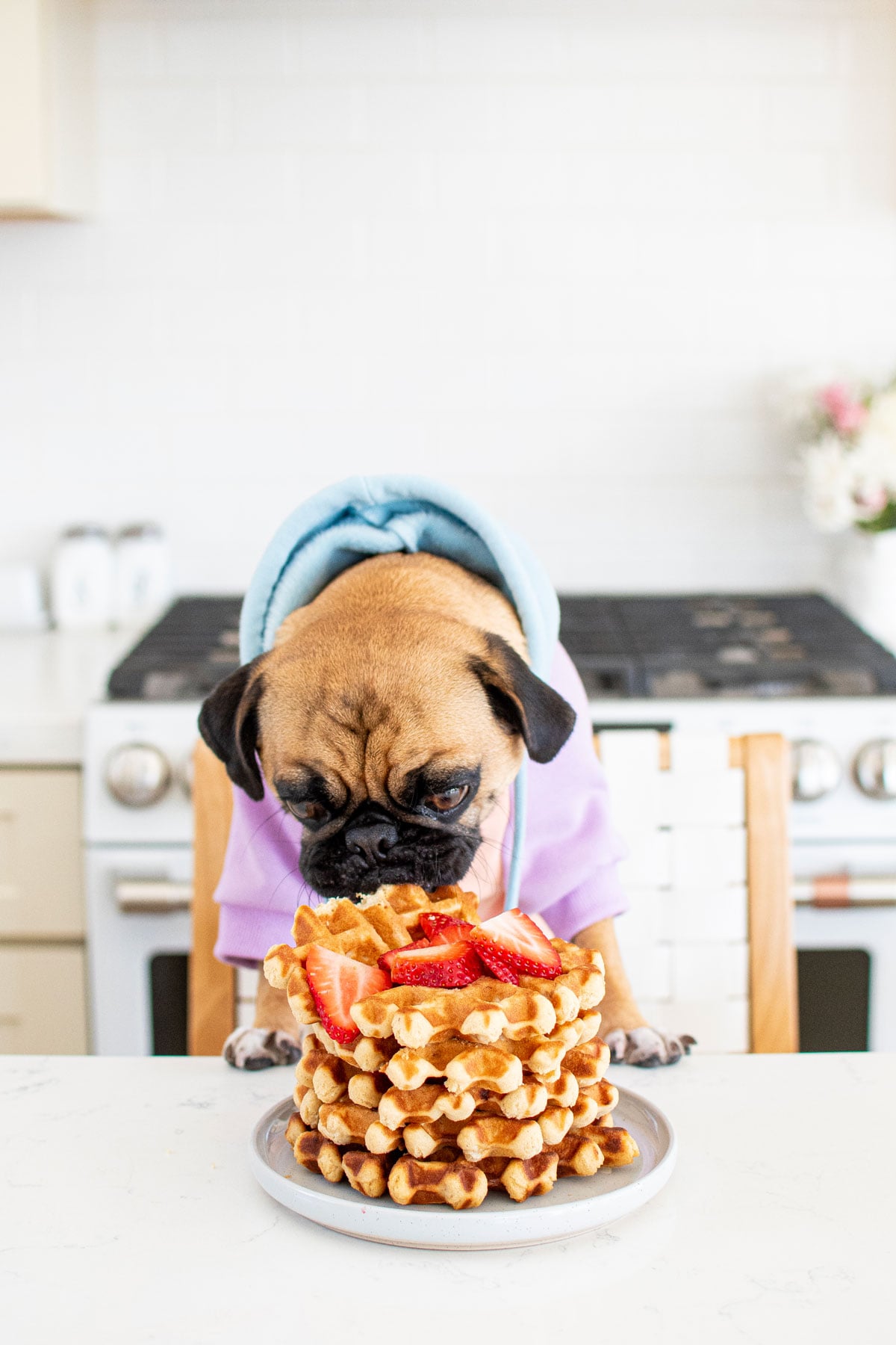 pug sitting at kitchen counter with a plate of a stack of doggy waffles with strawberries eating them.