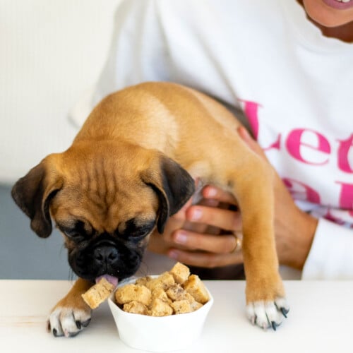 pug at table with woman eating a bowl of peanut butter banana dog treats.