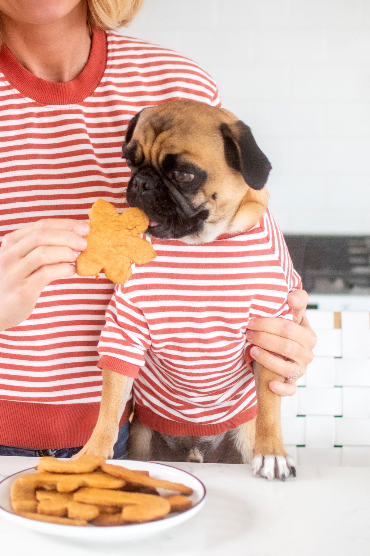 woman and pug wearing matching stripe sweaters woman feeding pug christmas dog cookies at kitchen counter.