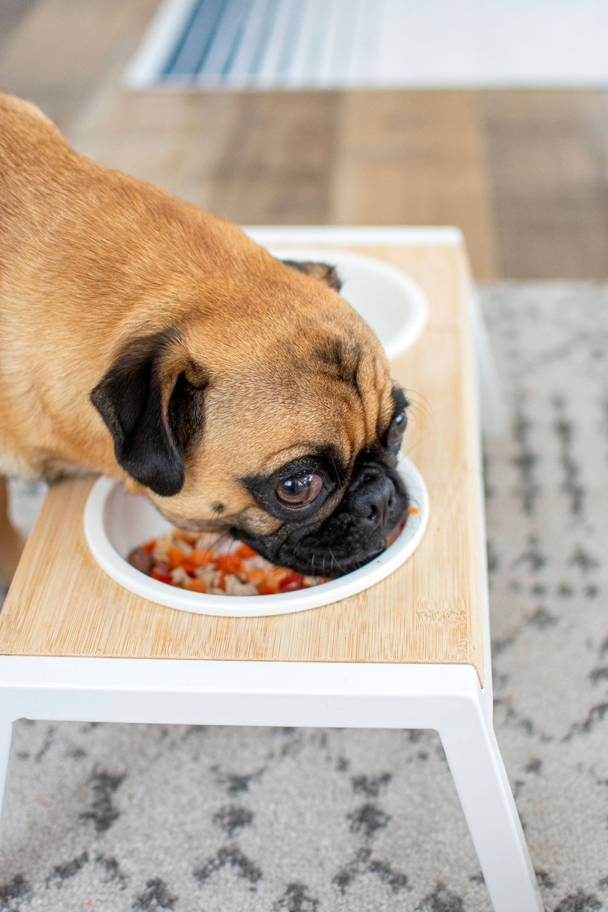 pug eating beef liver dinner for dogs out of a dog bowl stand.