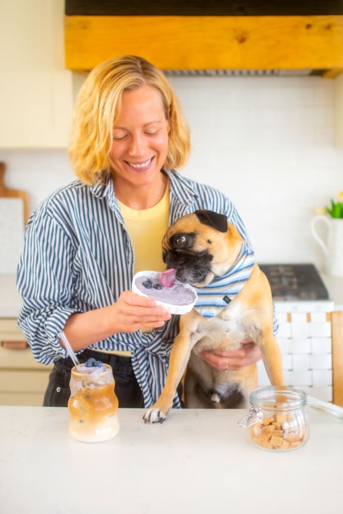 woman and pug in the kitchen with an iced blueberry latte and a blueberry pup cup, pug eating pup cup.