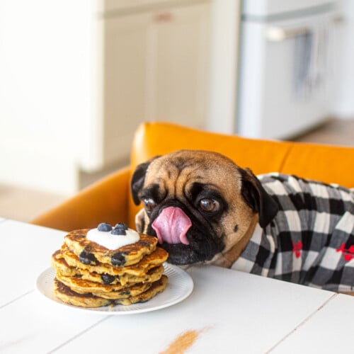 pug at dinner table licking his lips eating a plate of blueberry dog pancakes.