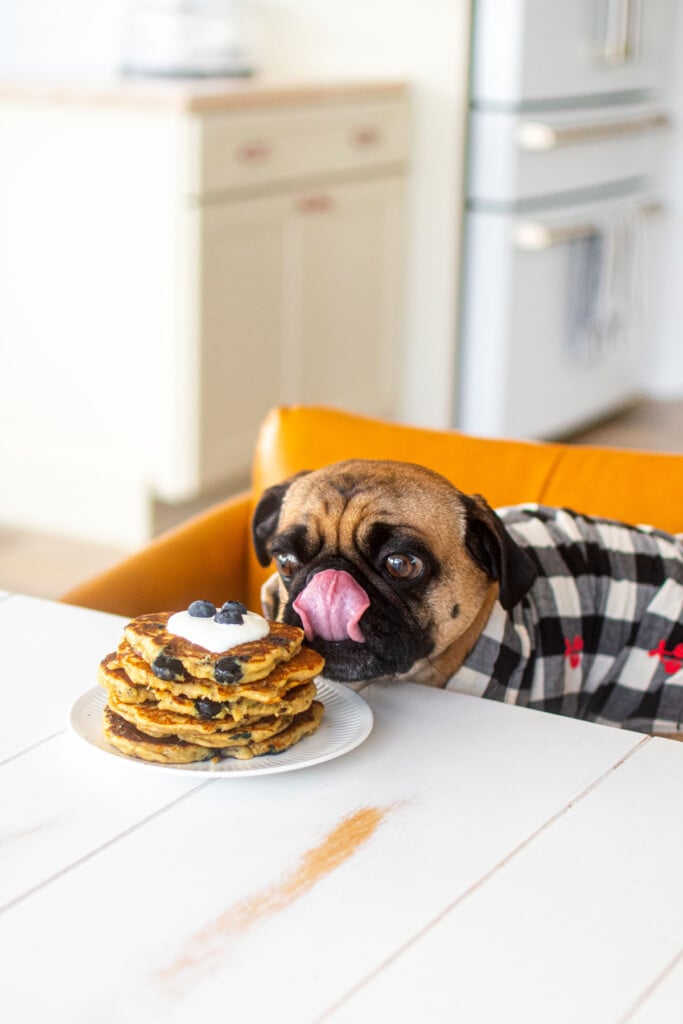 pug at dinner table licking his lips eating a plate of blueberry dog pancakes.