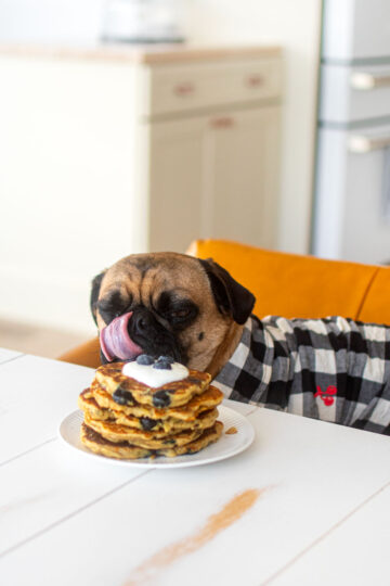 blueberry pancakes for dogs