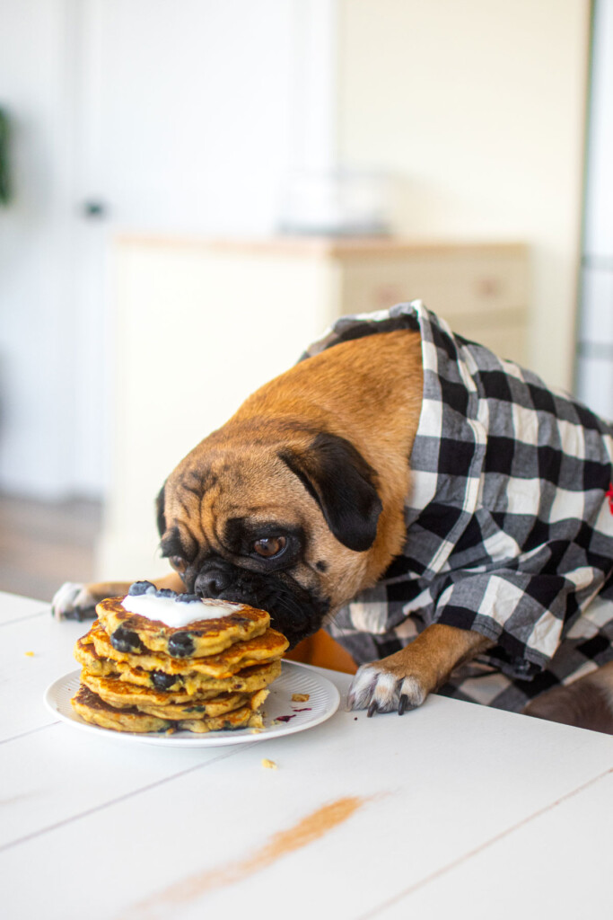 pug at dinner table licking his lips eating a plate of blueberry dog pancakes.