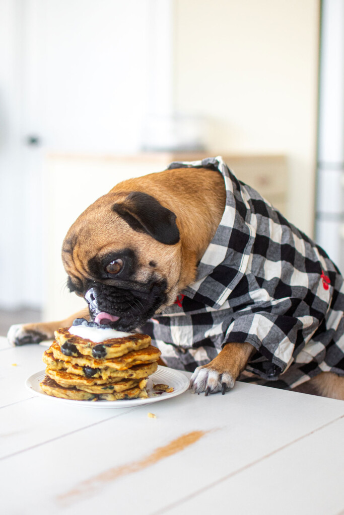 pug at dinner table licking his lips eating a plate of blueberry dog pancakes.