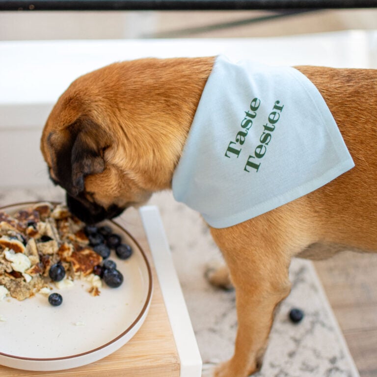 taste tester dog bandana