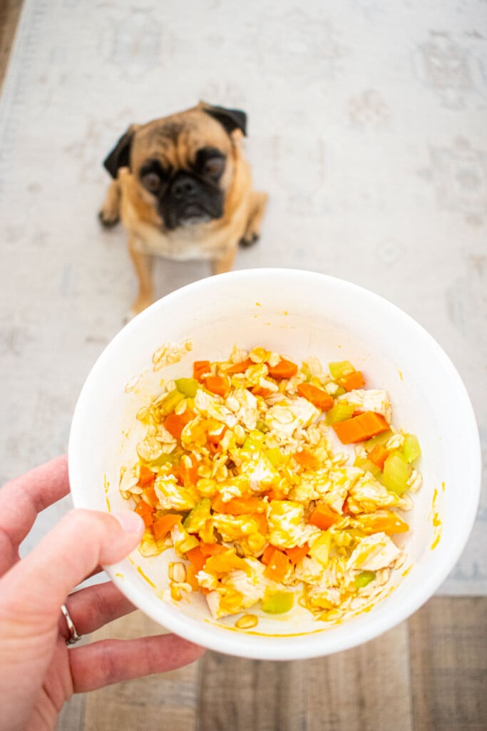 chicken and pumpkin dinner for dogs in a white dog bowl with a pug looking up at it.