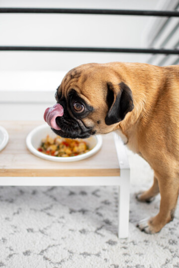 pug eating chicken and pumpkin dinner for dogs out of his dog bowl.