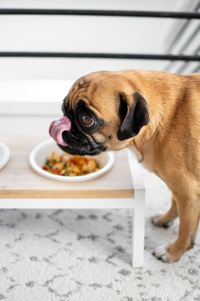 pug eating chicken and pumpkin dinner for dogs out of his dog bowl.