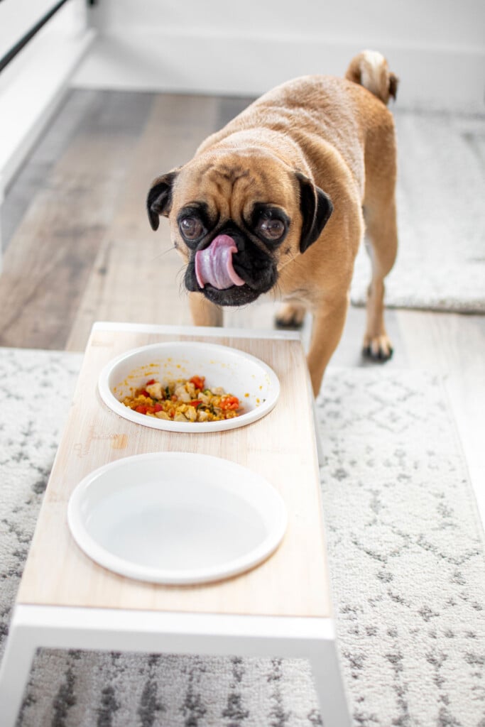 pug eating homemade food out of his dog bowl stand.