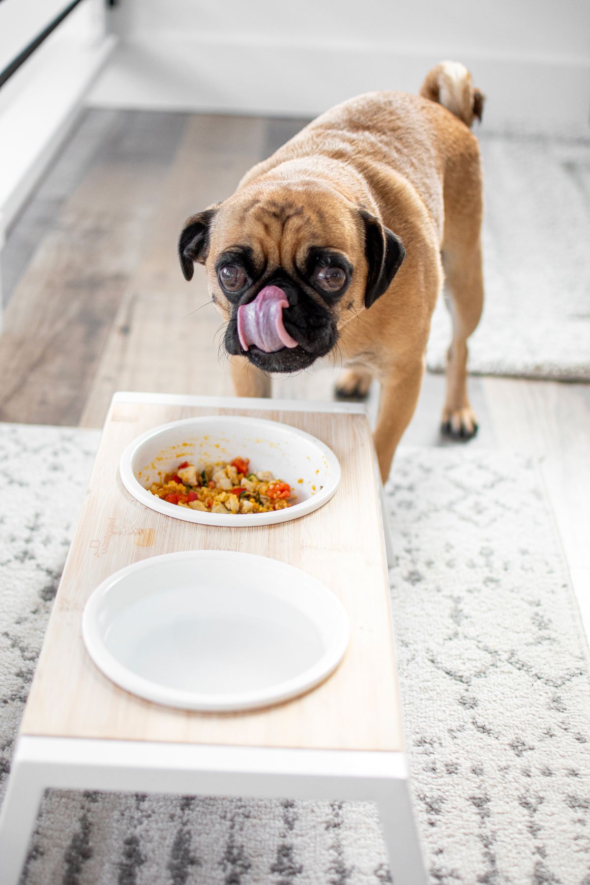 pug eating homemade food out of his dog bowl stand.