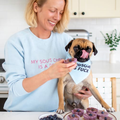 woman and pug in the kitchen, woman feeding pug blueberry cheesecake from a plate.