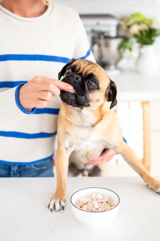 woman feeding a pug plain chicken in the kitchen.