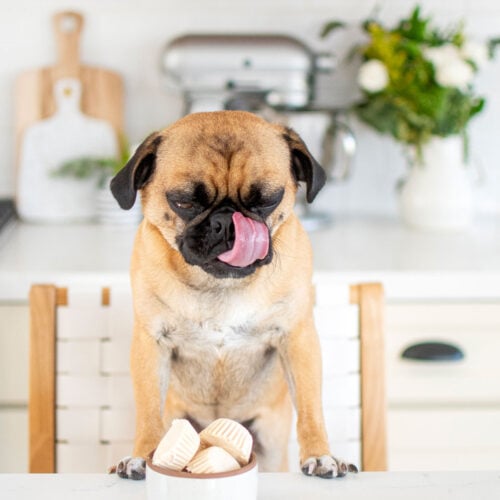 frozen peanut butter dog treats