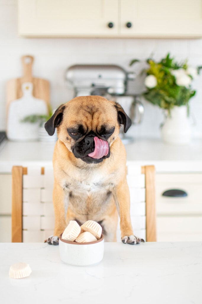 frozen peanut butter dog treats