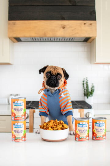 pug in the kitchen with a bowl of granola in font of him sitting at the counter.