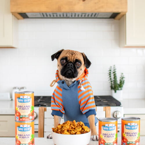 pug in the kitchen with a bowl of granola in font of him sitting at the counter.