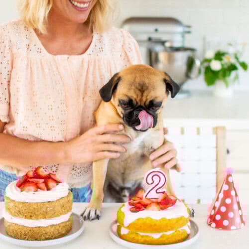 woman and pug at kitchen counter with two strawberry zucchini birthday cakes and a birthday hat.