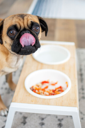 pug eating beef liver out of his bowl stand.