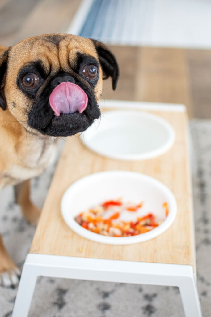 pug eating beef liver out of his bowl stand.