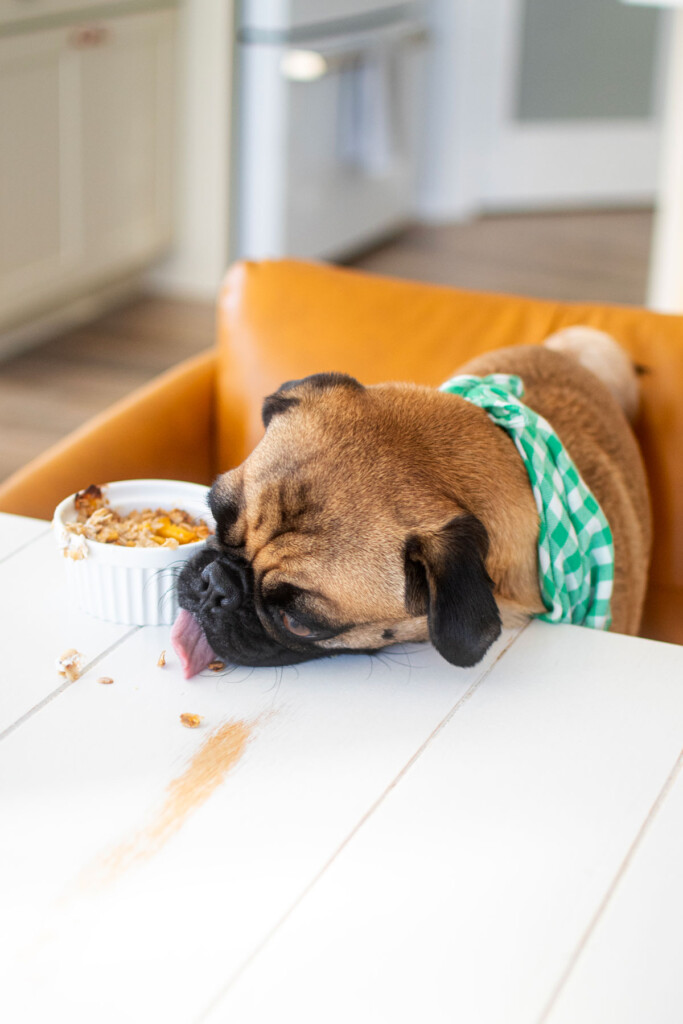 pug sitting in a chair at dining table licking the table while eating apple crisp for dogs.