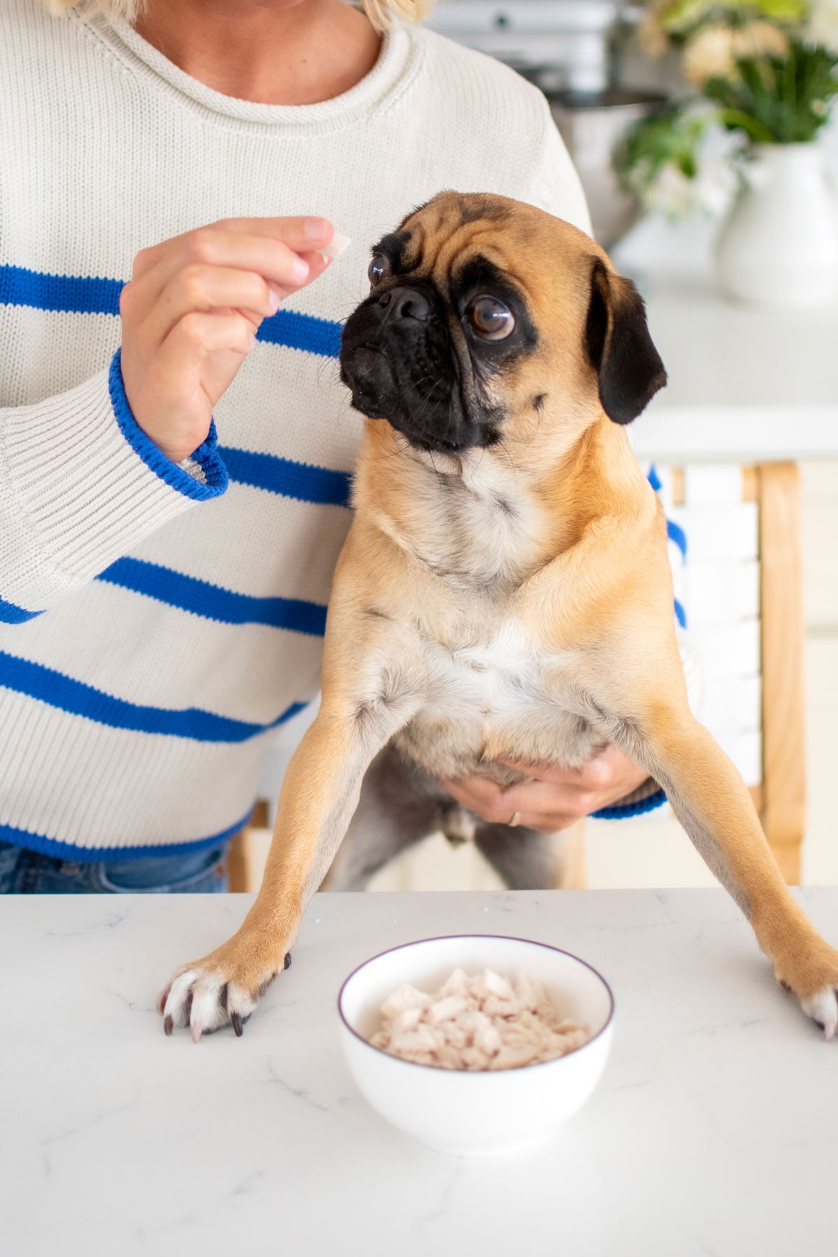 woman in kitchen feeding pug chicken at the counter.