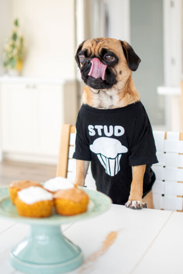 pug eating homemade pupcakes off a cake stand at a dining room table wearing a stud muffin tee shirt.