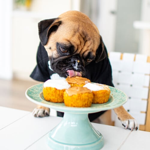 pug eating homemade pupcakes off a cake stand at a dining room table.