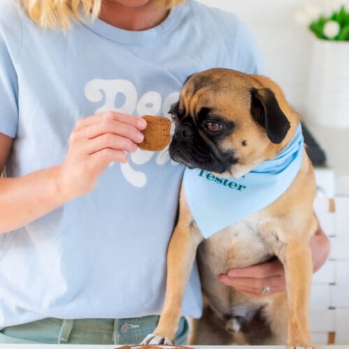 woman feeding pug a mushroom peanut butter dog treat at the kitchen counter.