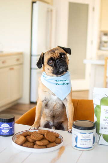 pug sitting at dinner table with a plate of mushroom peanut butter dog treats in front of him.