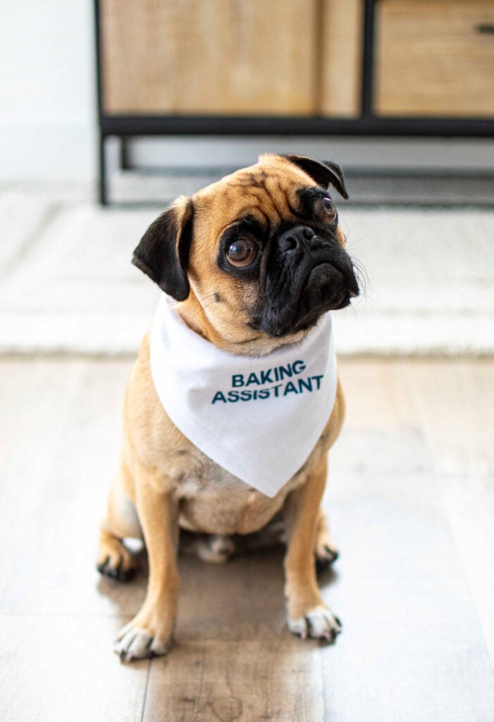 john john the pug wearing a baking assistant bandana