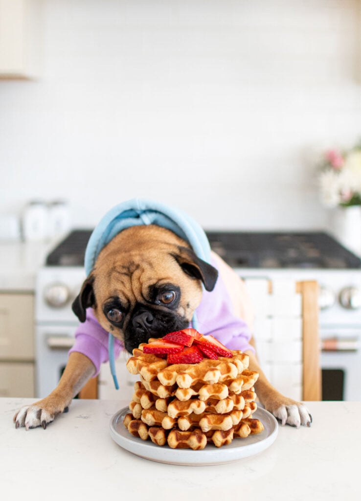 john john the pug eating waffles at the kitchen counter