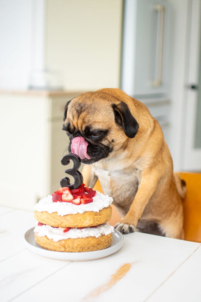 strawberry dog birthday cake