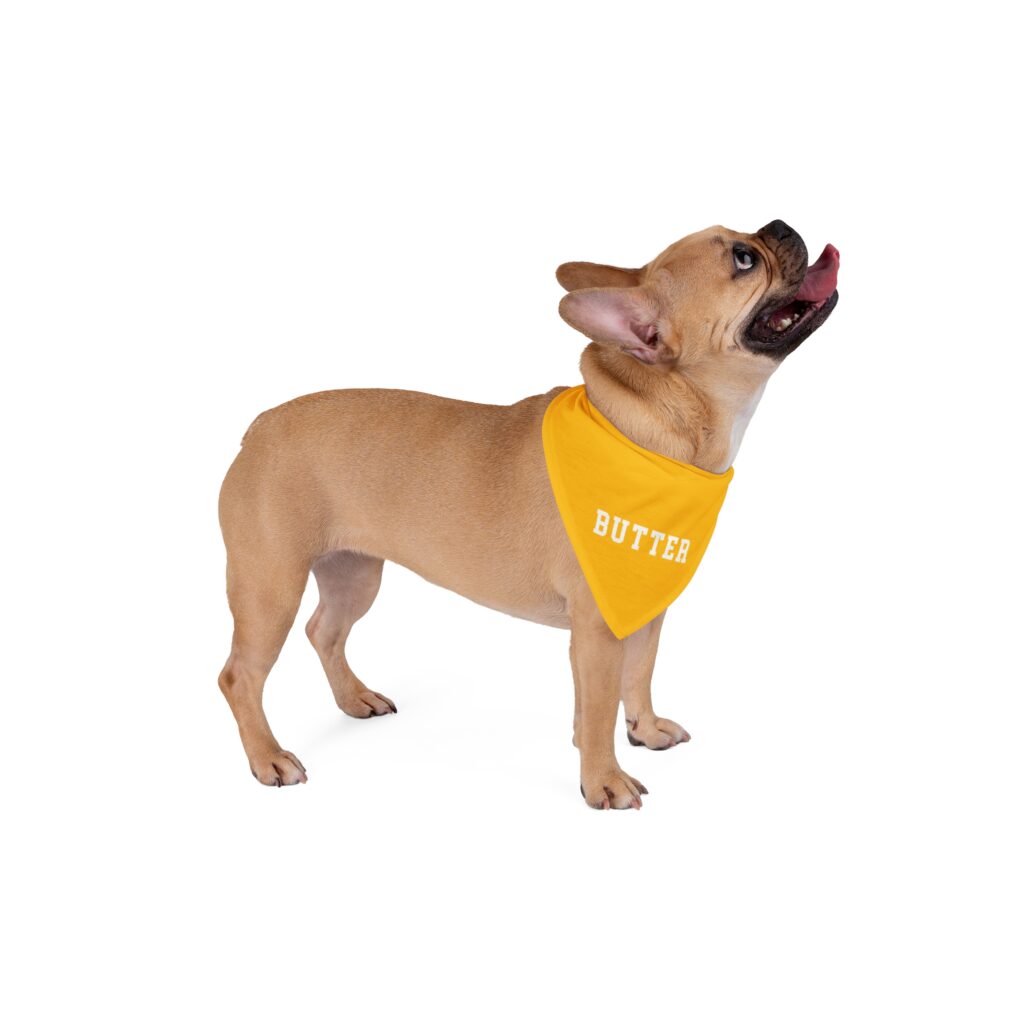 frenchie wearing a butter bandana.
