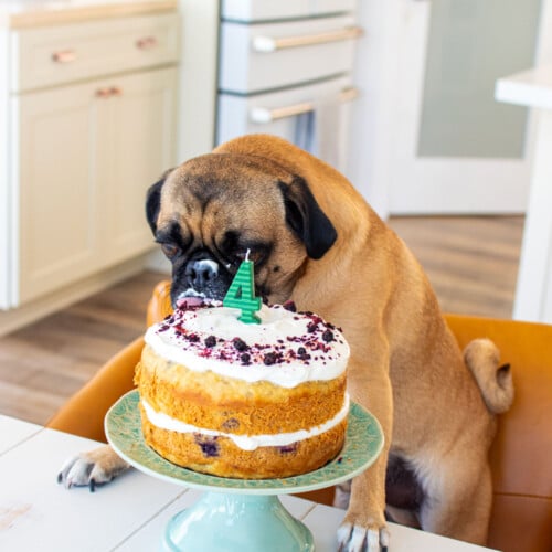 pug eating a banana blueberry dog cake in chair at the kitchen table.