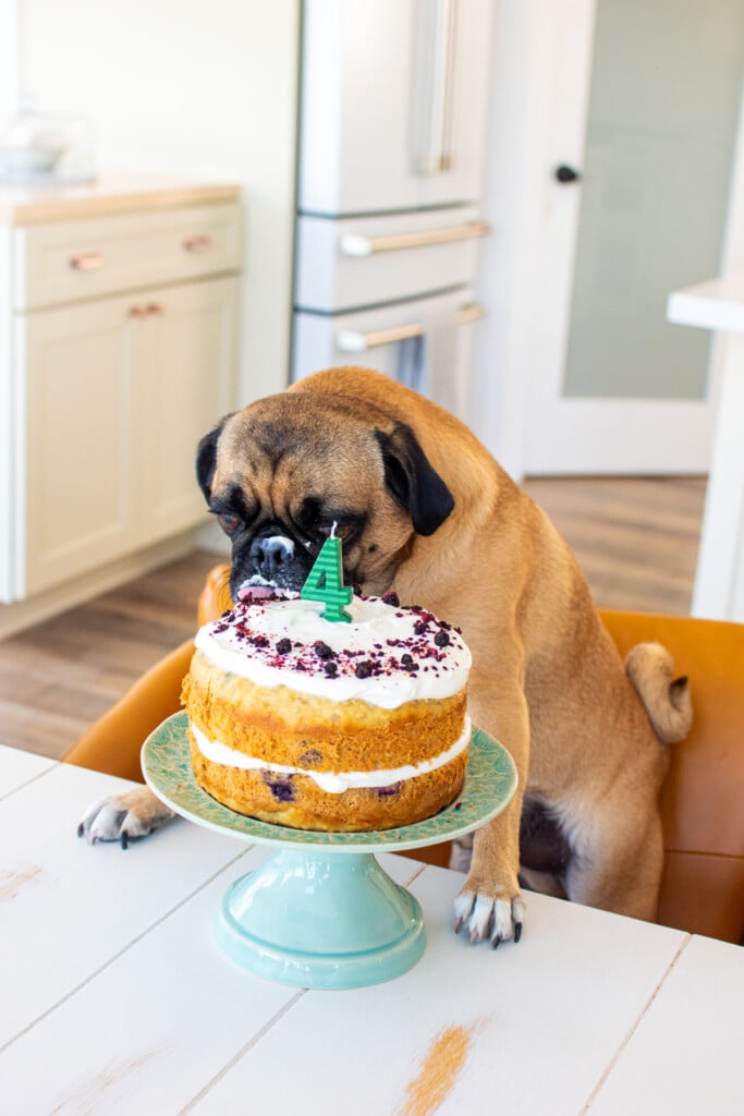pug eating a banana blueberry dog cake in chair at the kitchen table.