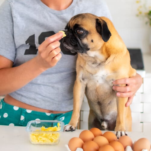 woman and pug in kitchen with a tupperware of scrambled eggs and a tray of brown eggs.